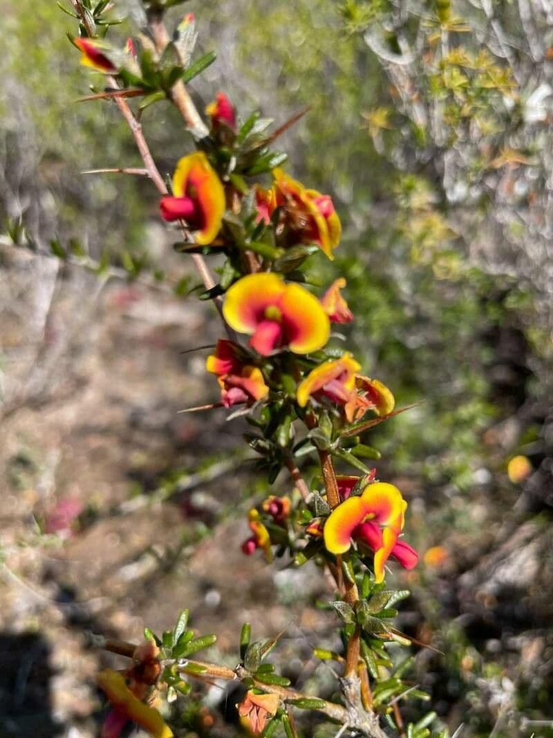 Daviesia