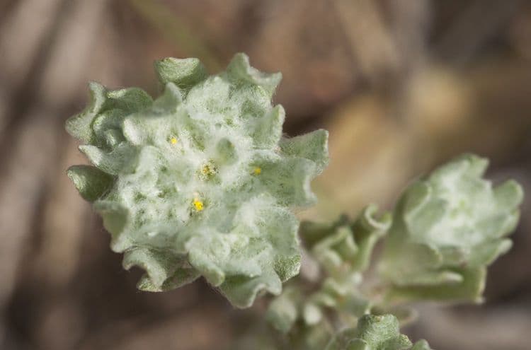 Diaperia