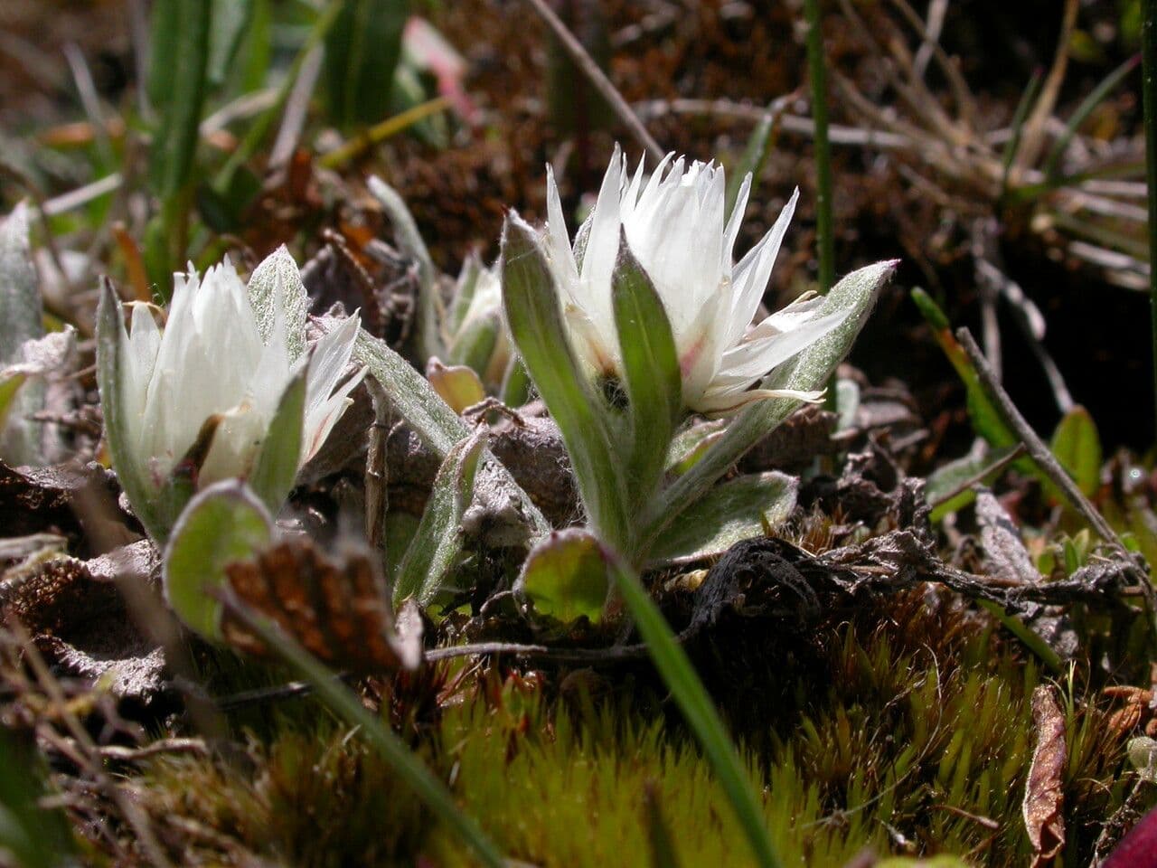 Anaphalioides 2