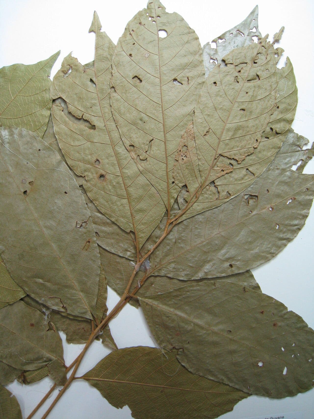 Cupania 11