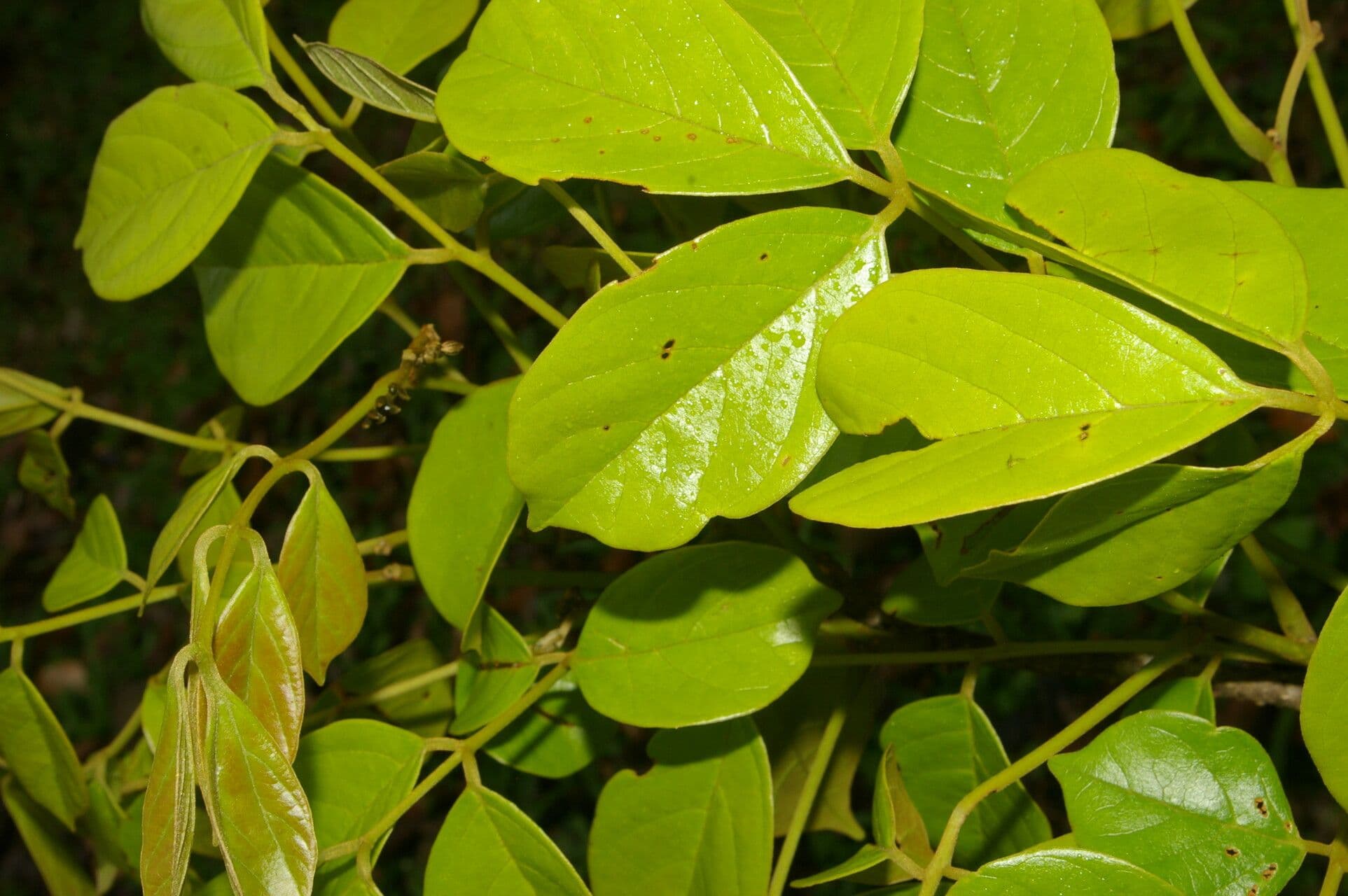 Lonchocarpus 9