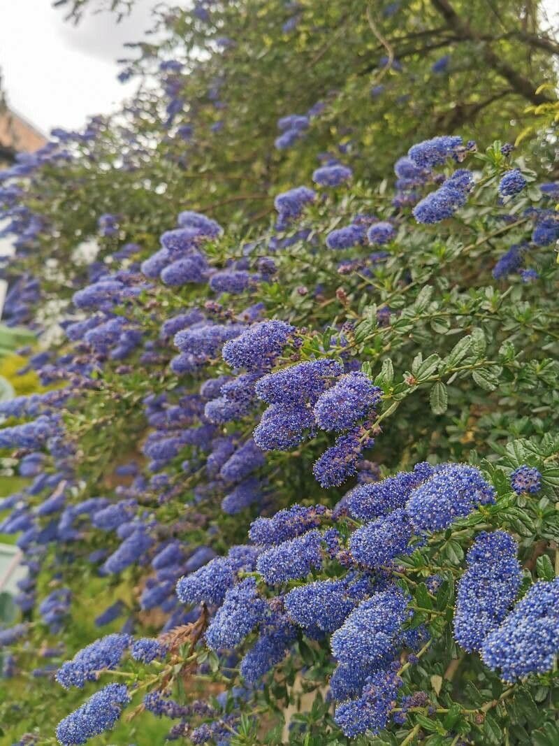 Ceanothus thyrsiflorus 26