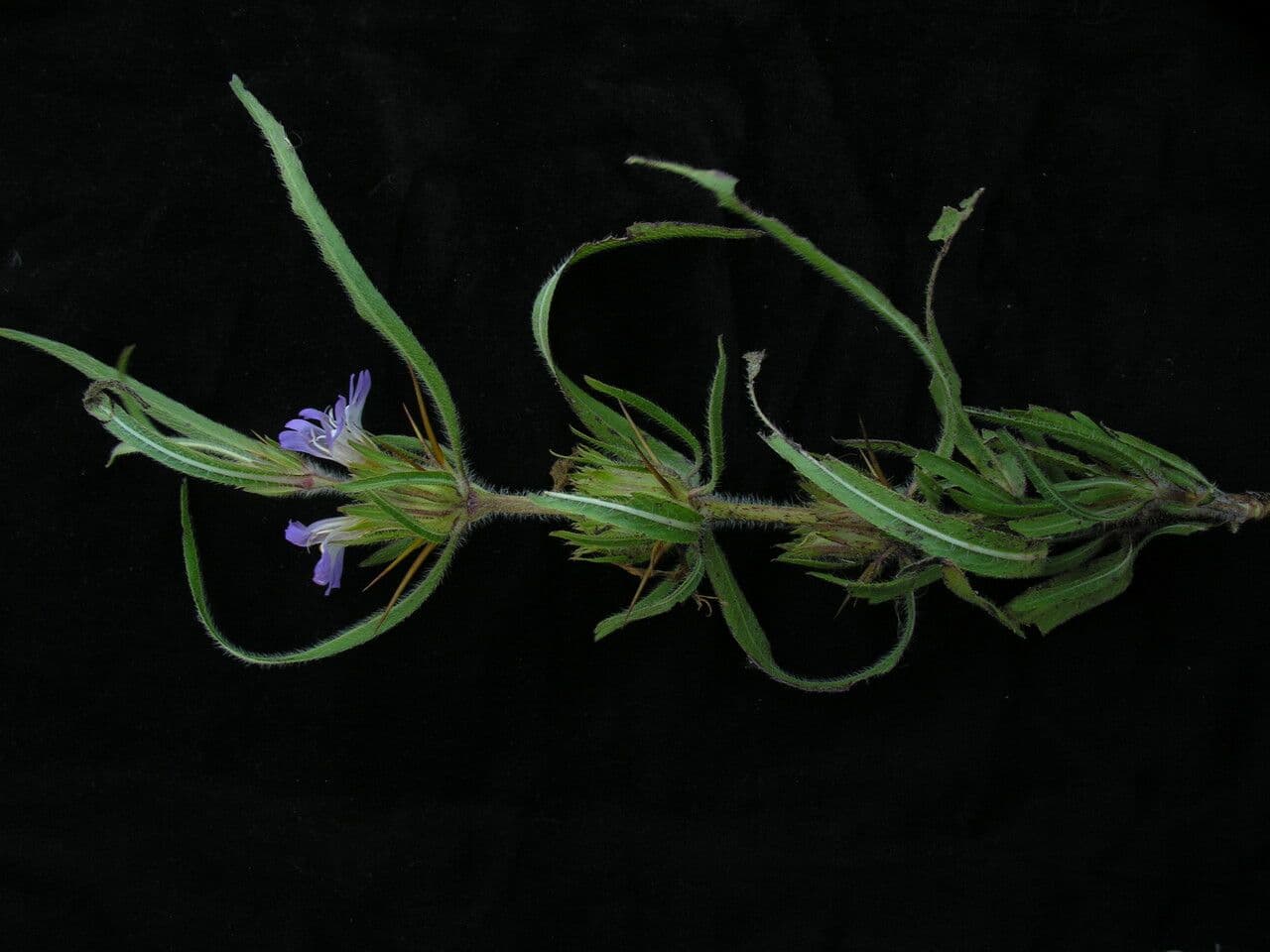 Hygrophila 6