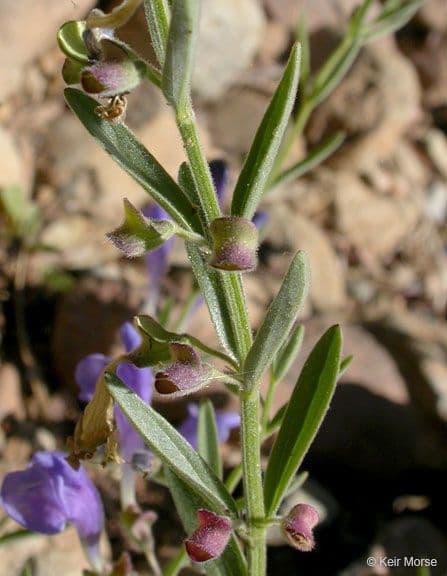 Scutellaria siphocampyloides 12