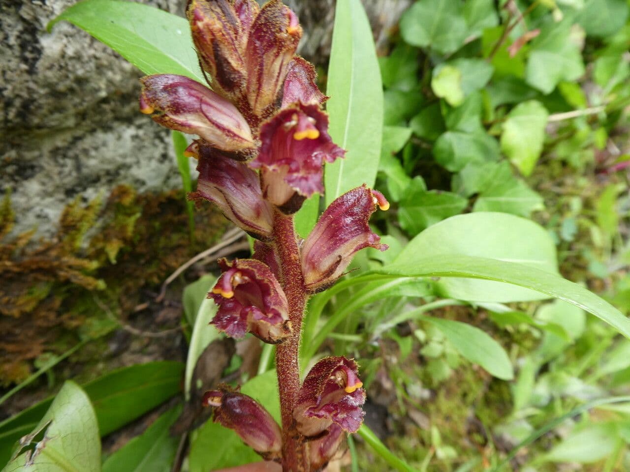 Succiamele gracile 25
