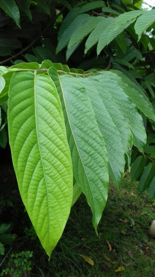 Ylang-ylang 16