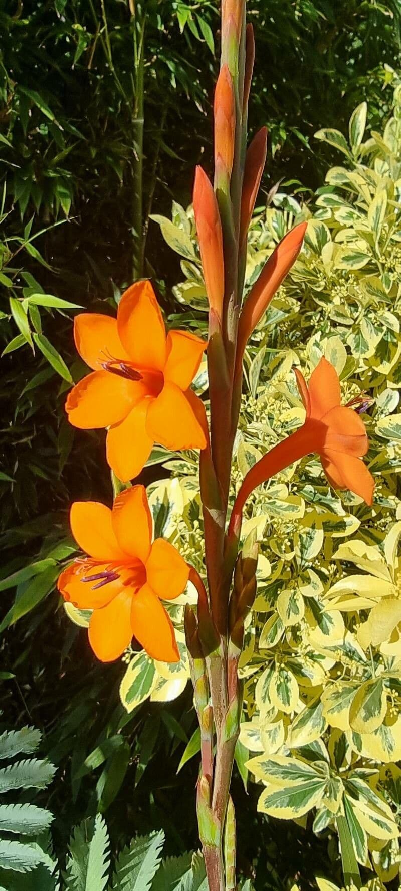 Watsonia meriana 10
