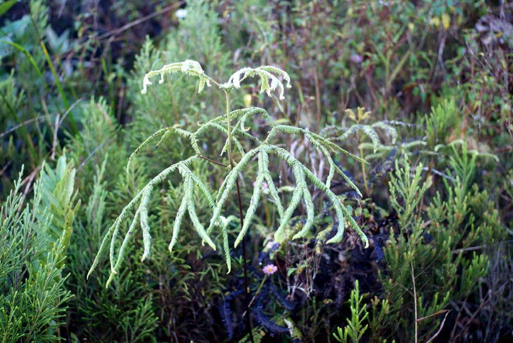 Dicranopteris linearis 17