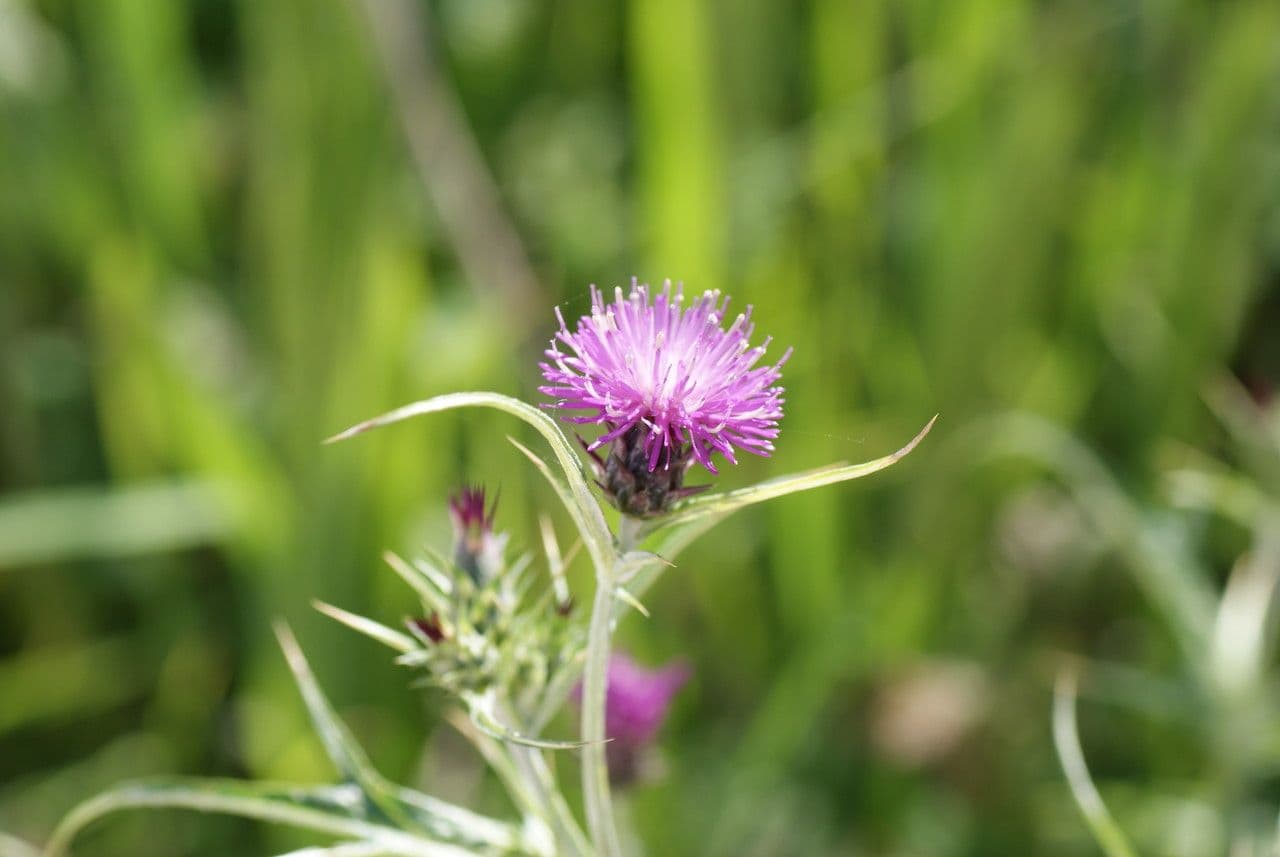Cardo cretese 5