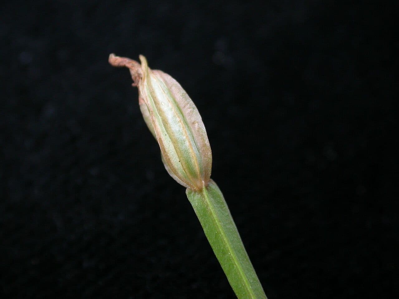 Canscora
