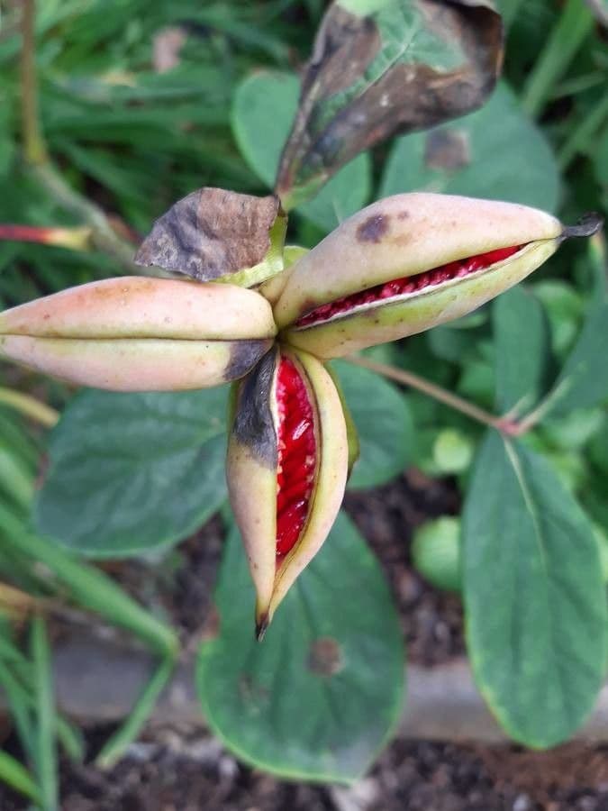 Peonia cinese