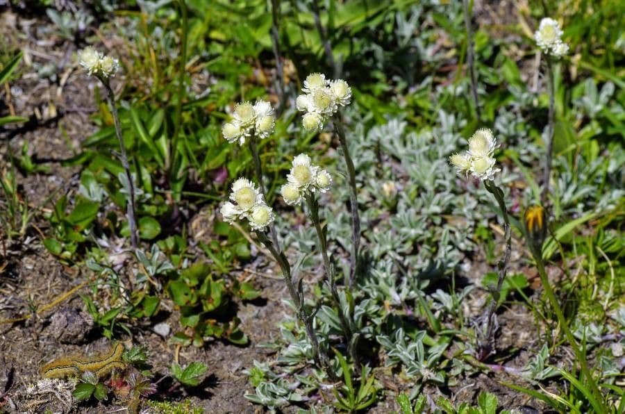 Antennaria lanata 4