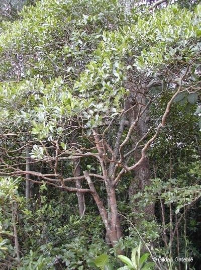 Diospyros 10