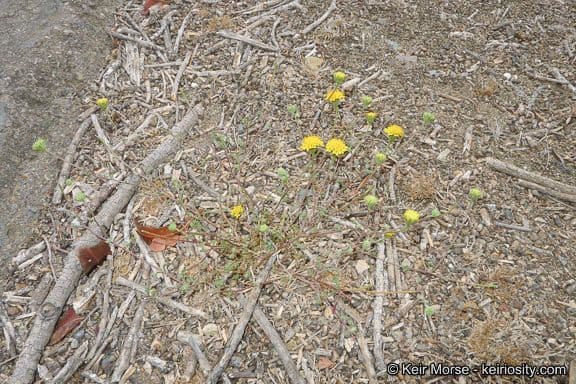 Chaenactis glabriuscula 8