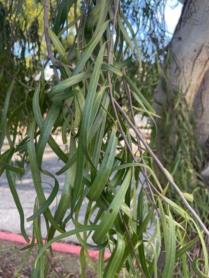 Geijera parviflora 6