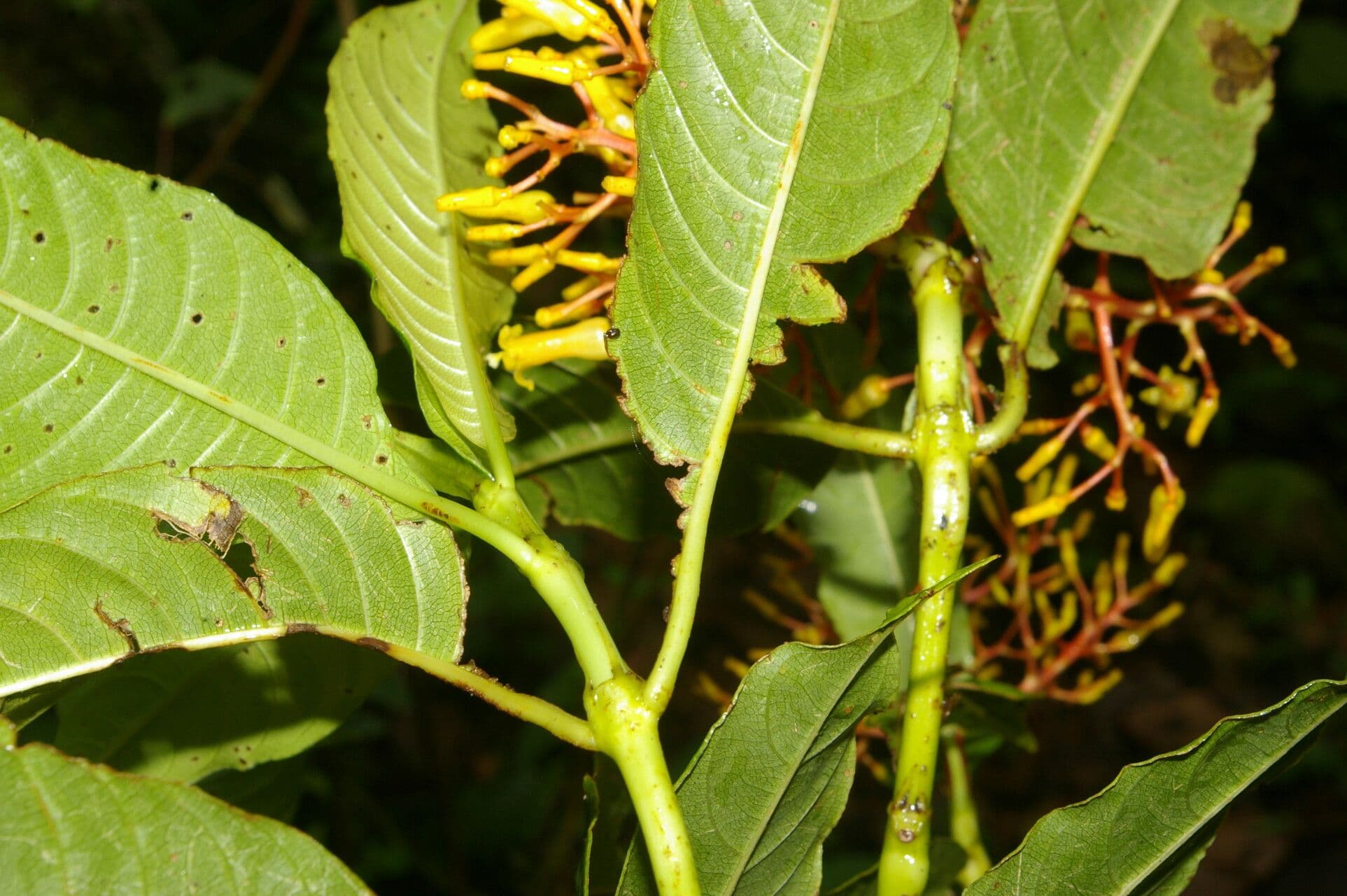 Palicourea padifolia 2