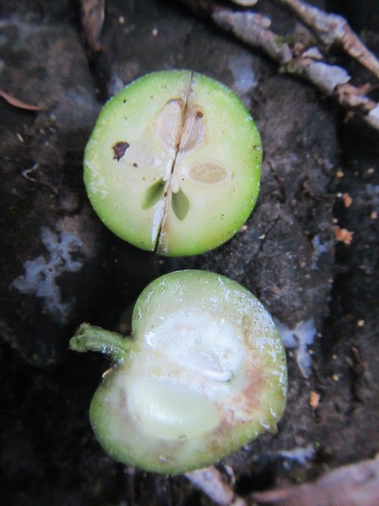 Planchonella 4