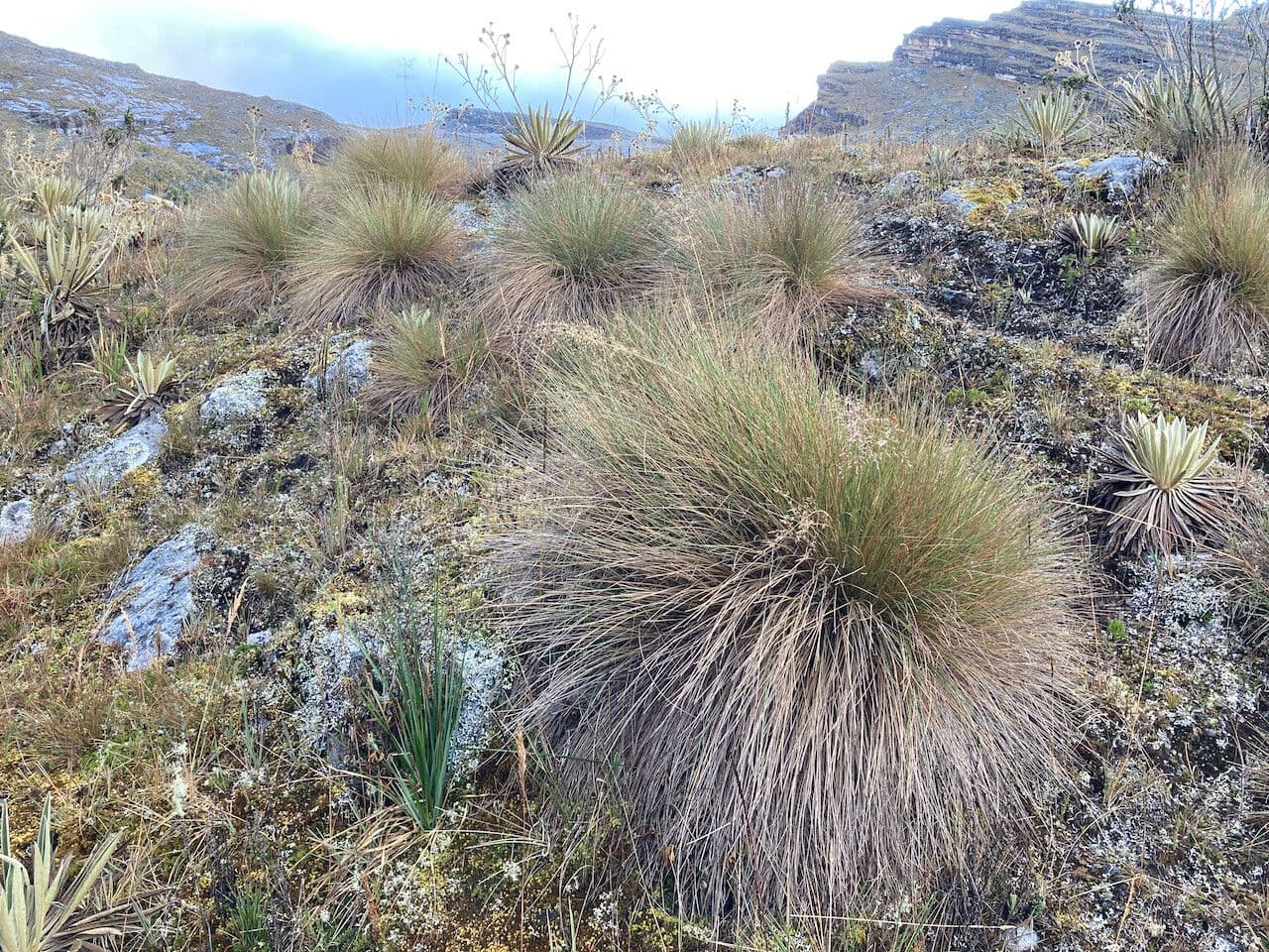 Calamagrostis 10