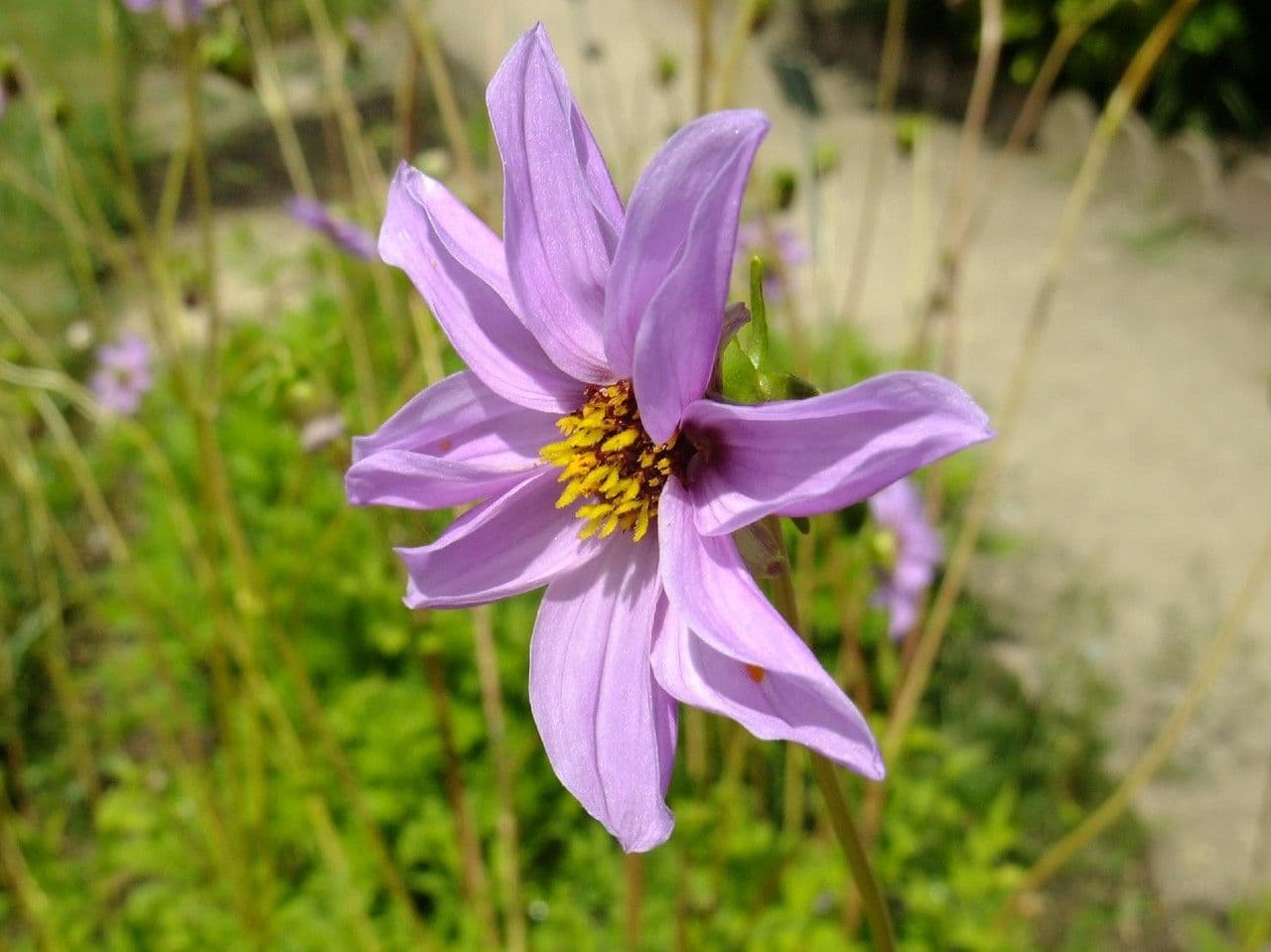 Dahlia 5