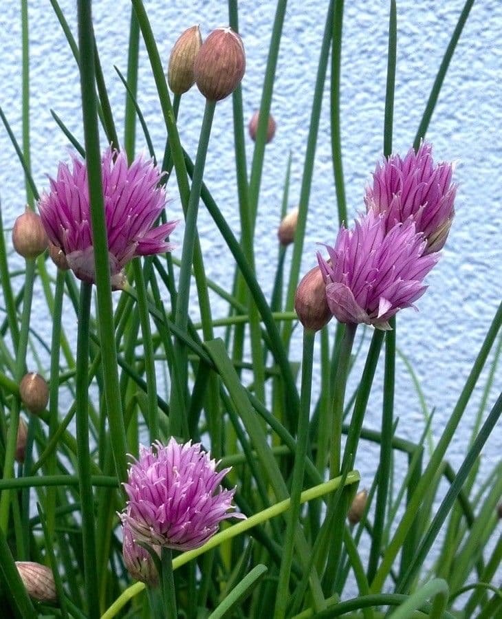 Erba cipollina 14