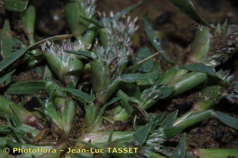 Crypsis schoenoides 6