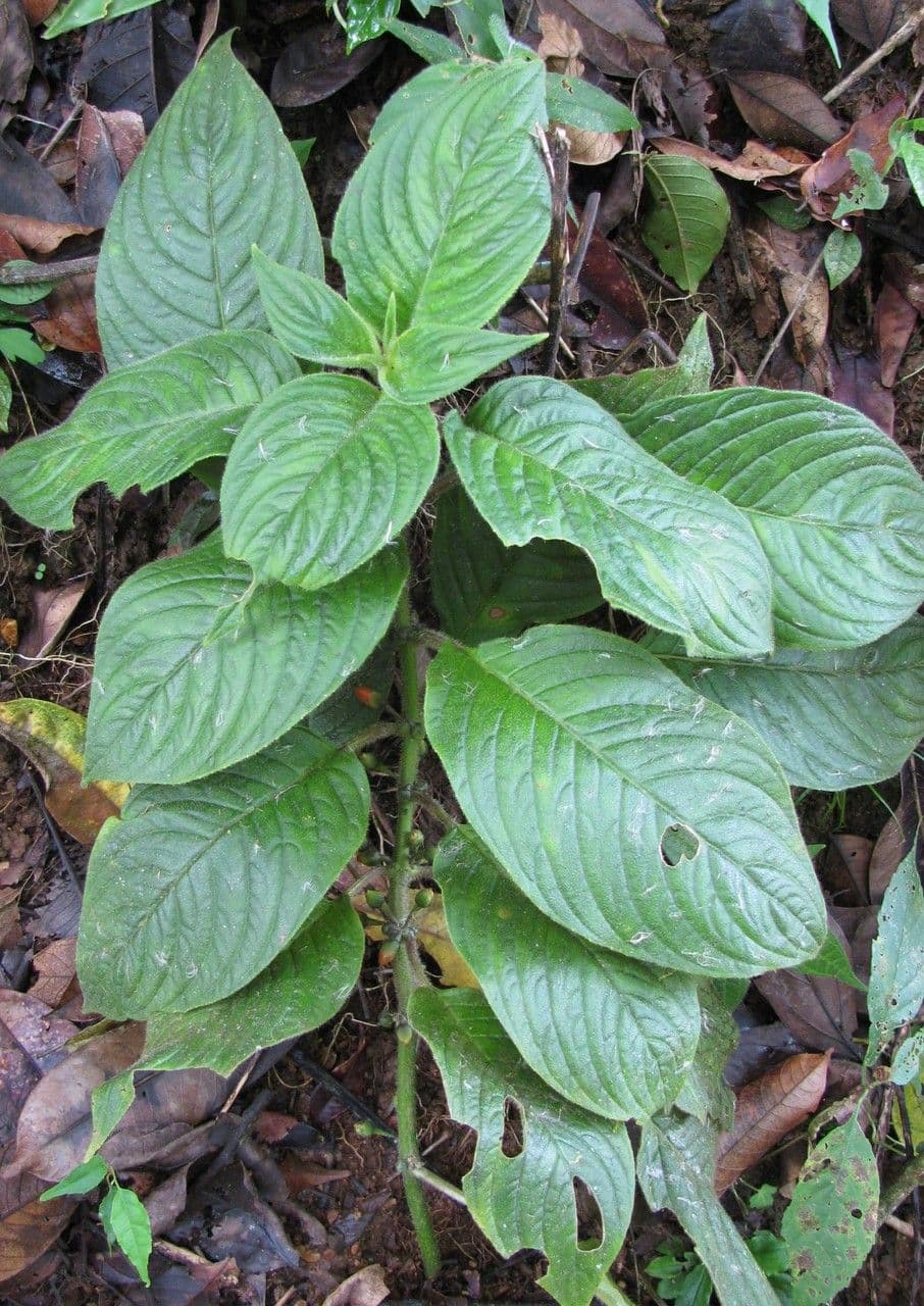 Besleria 7