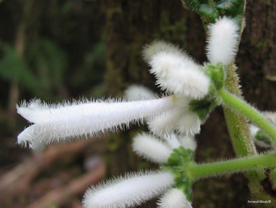 Psychotria