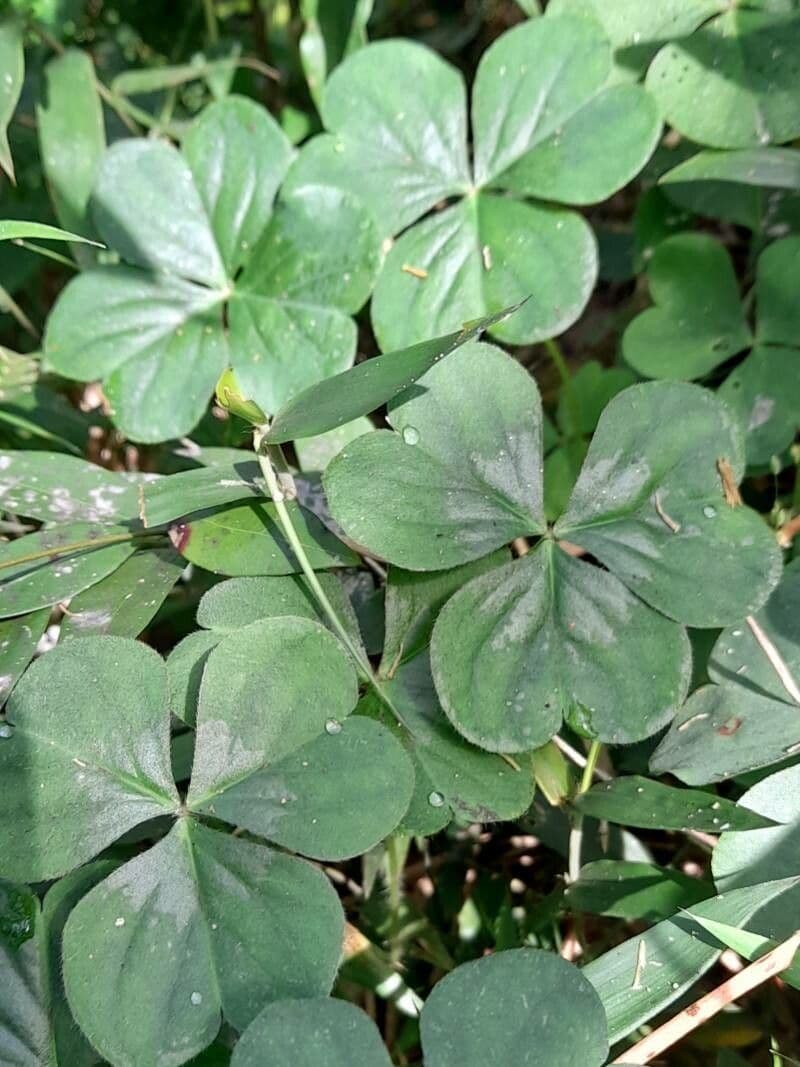 Acetosa debilis 16