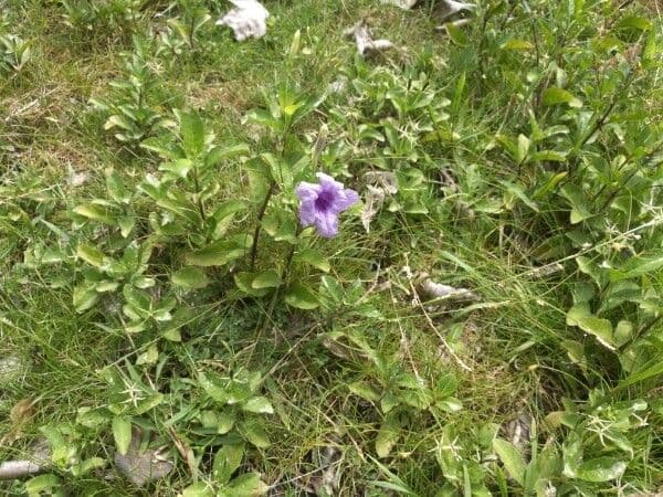 Ruellia tuberoso 13