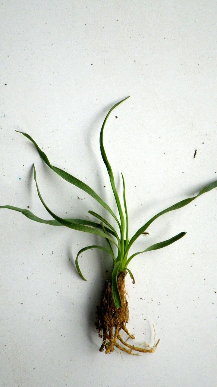 Ranunculus gramineus 23