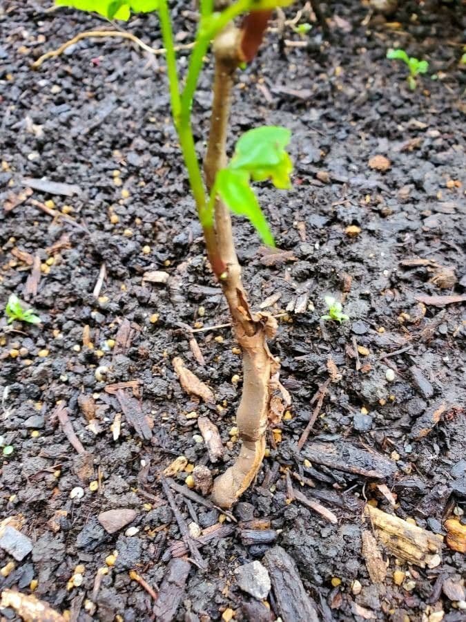 Vite rotondifolia 21