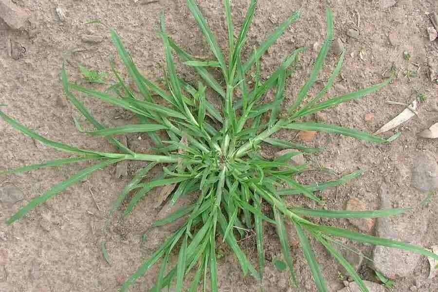 Gramigna indiana 25
