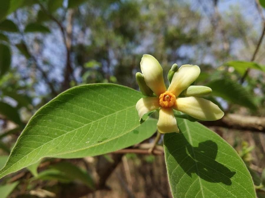 Wrightia 3