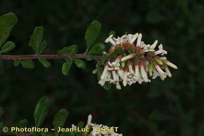 Escallonia 3