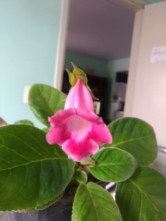 Gloxinia 17