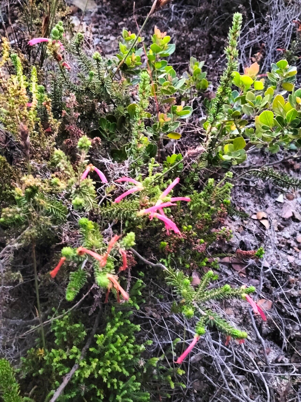 Tannenheide 6