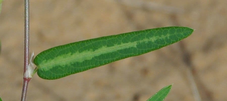 Alysicarpus ovalifolius 8
