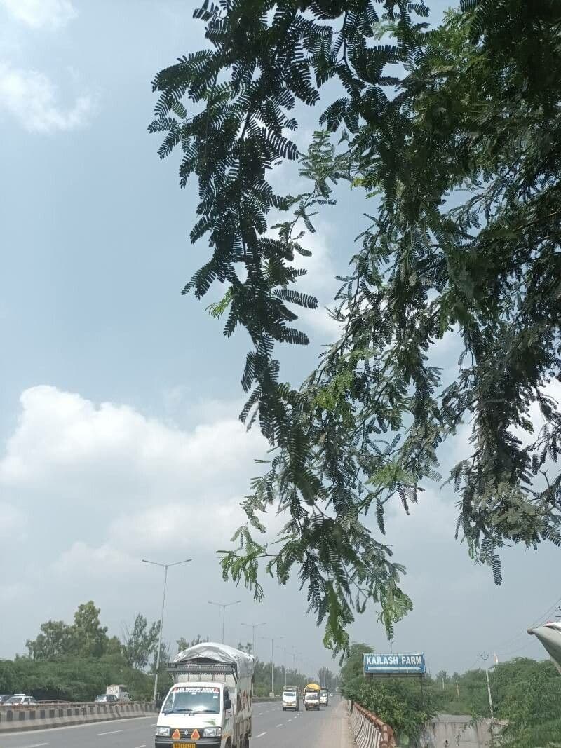 Prosopis 26