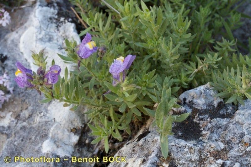 Linaria verticillata 9