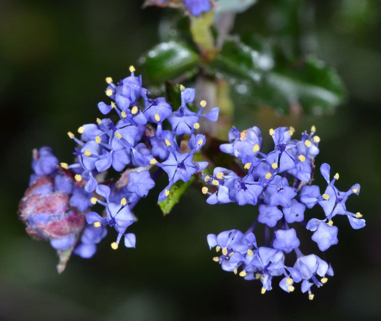 Ceanothus 2