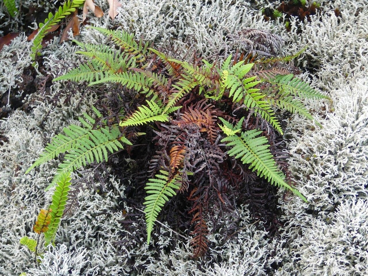 Felce argentea 6