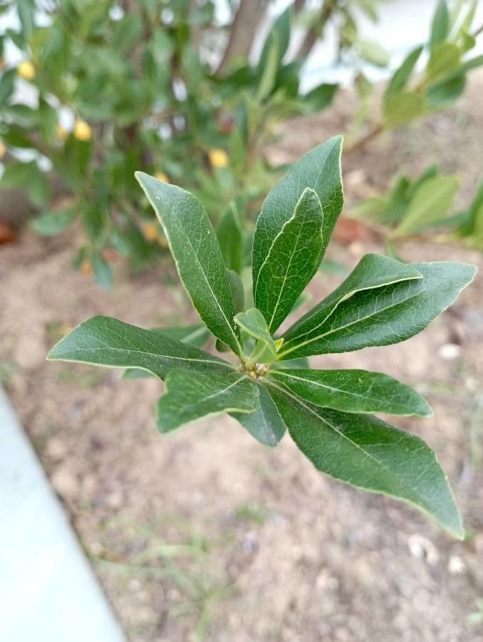 Pitosporum 16