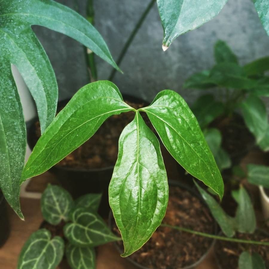 Anthurium 9