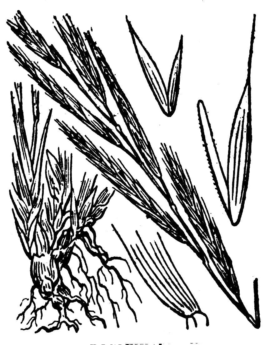 Brachypode penné 28