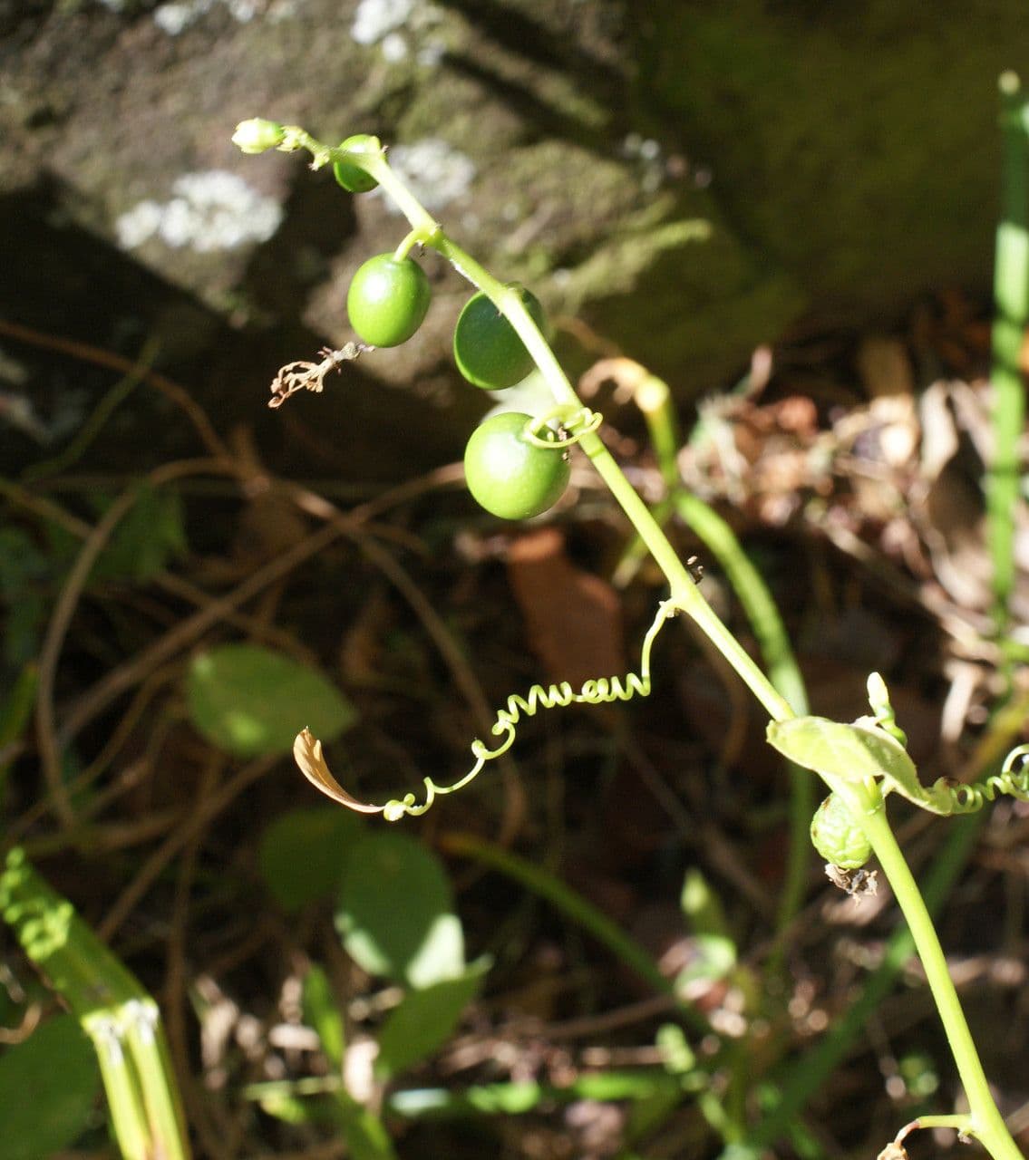 Cayaponia 3