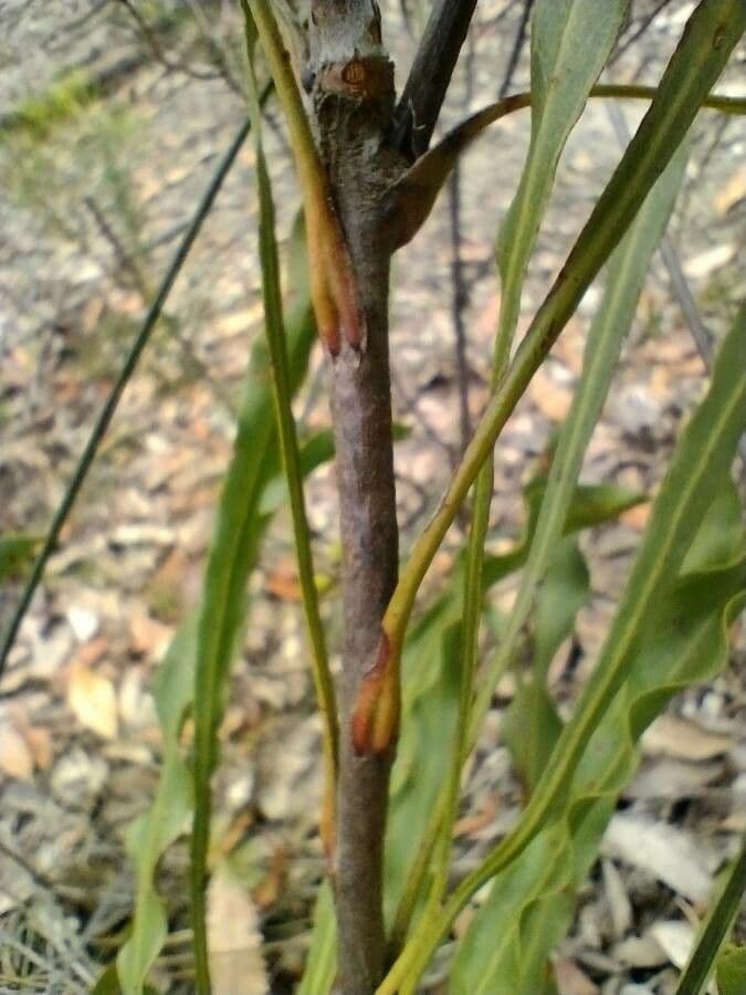 Conospermum de hoja larga 7