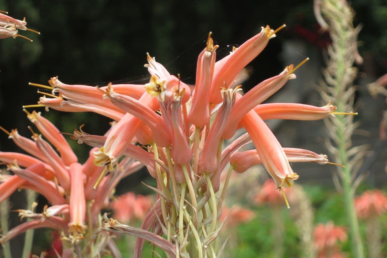 Aloe 2