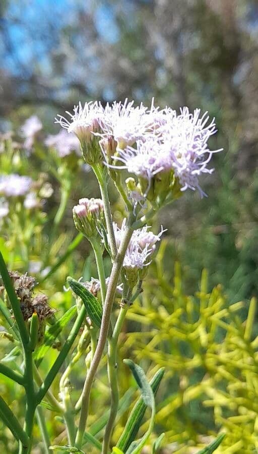 Chromolaena arnottiana 3