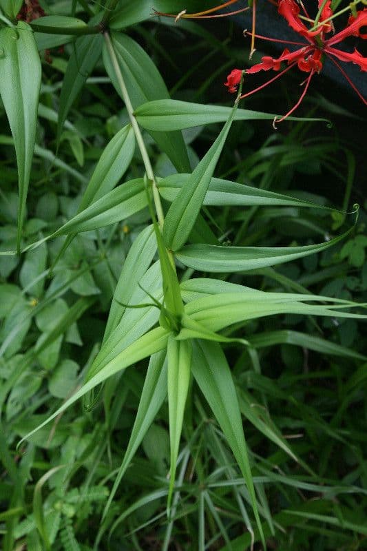 Climbing-lily 19