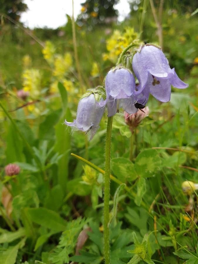 Campanula barbata 8